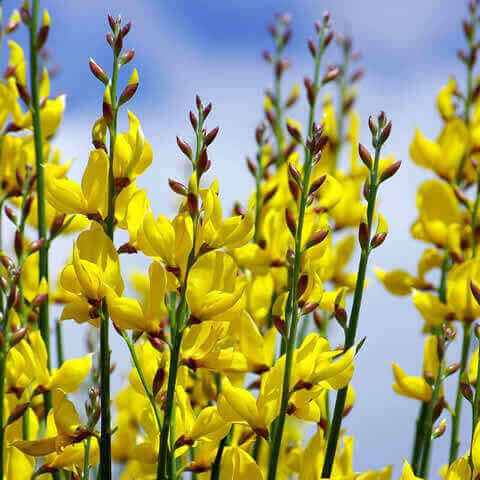 SPARTIUM JUNCEUM - Retama de olor
