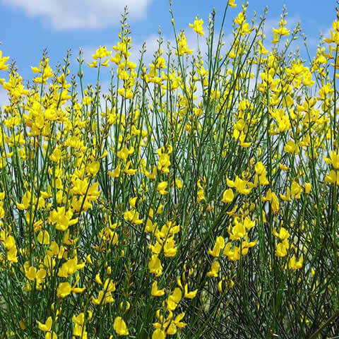 SPARTIUM JUNCEUM - Retama de olor