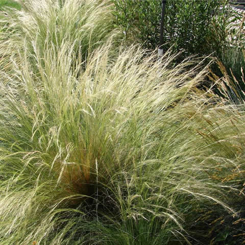 STIPA TENUISSIMA - Estipa