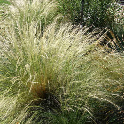 STIPA TENUISSIMA - Estipa