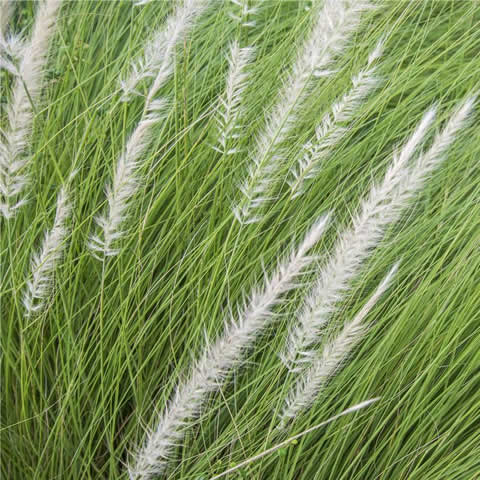 STIPA TENUISSIMA - Estipa