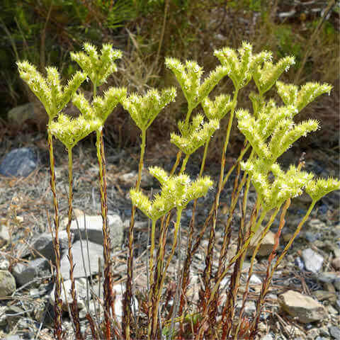 SEDUM SEDIFORME - Uva de pjaro