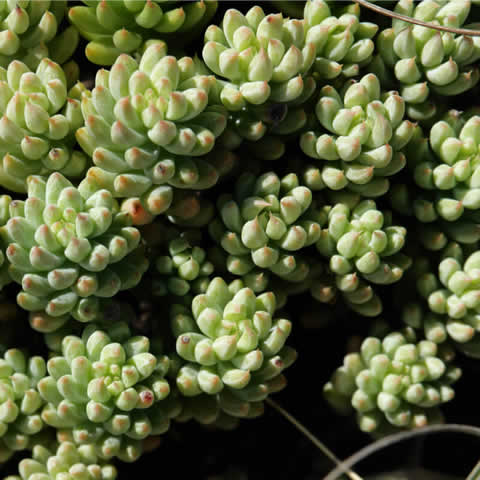 SEDUM SEDIFORME - Pale Stonecrop