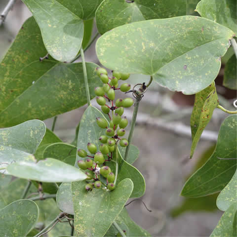 SMILAX ASPERA