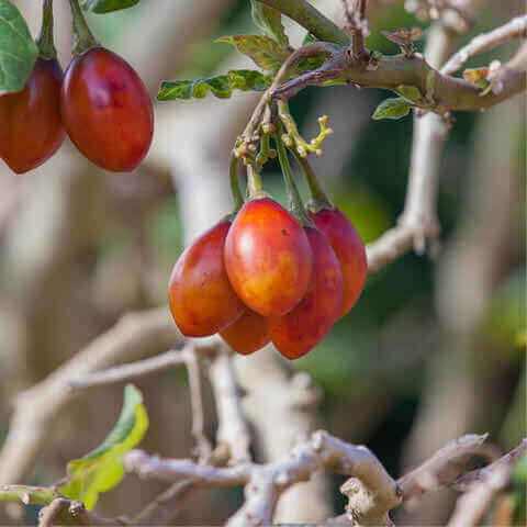 SOLANUM BETACEUM - Tamarillo, Arbre tomate #2