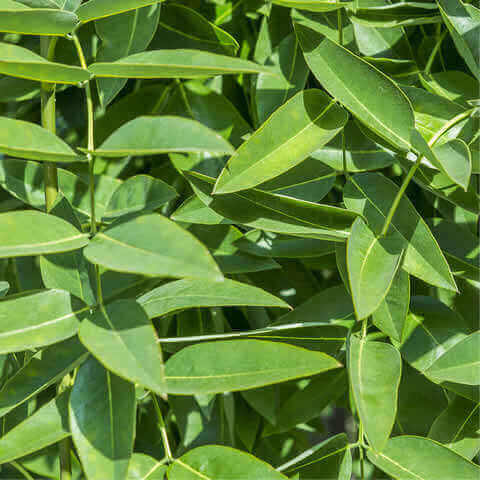SOPHORA JAPONICA