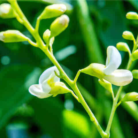 SOPHORA JAPONICA - Japanese Pagoda Tree