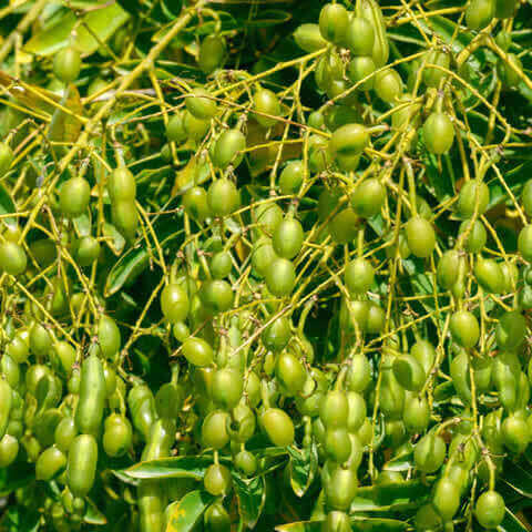 SOPHORA JAPONICA