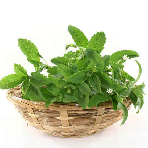 STEVIA REBAUDIANA