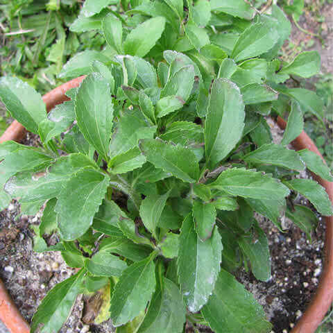 STEVIA REBAUDIANA