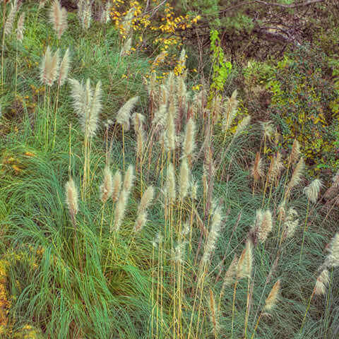 STIPA CAPILLATA