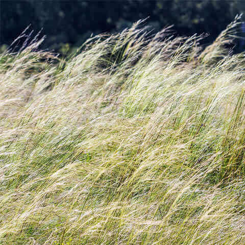 STIPA CAPILLATA - Atocha, esparto