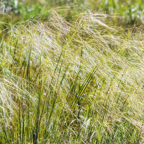 STIPA CAPILLATA - Atocha, esparto