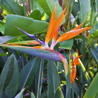 STRELITZIA REGINAE - Oiseau de paradis