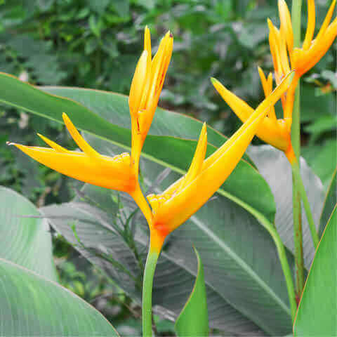 STRELITZIA REGINAE