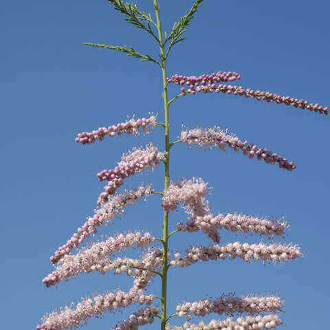 TAMARIX AFRICANA - Taray