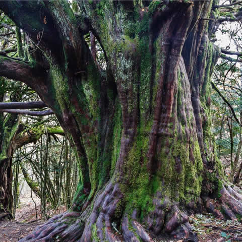TAXUS BACCATA - Tejo