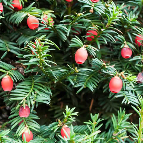 TAXUS BACCATA - Common Yew