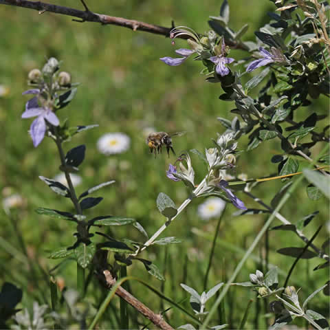 TEUCRIUM FRUTICANS - Shrubby Germander