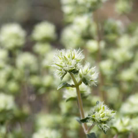 THYMUS MASTICHINA - Mejorana