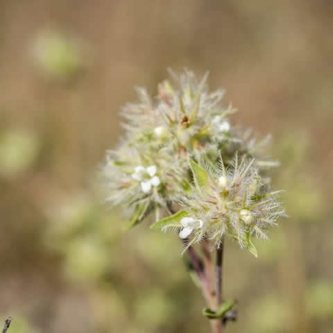 THYMUS MASTICHINA - Spanish Marjoram