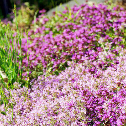 THYMUS SERPYLLUM - Serpol
