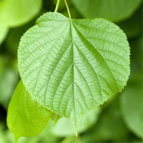 TILIA CORDATA - Tilo de hoja pequea