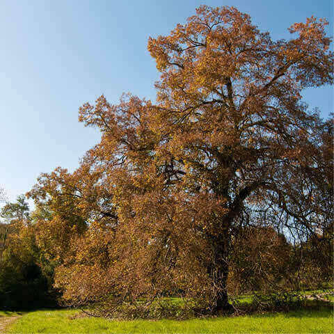 TILIA CORDATA - Tilo de hoja pequea