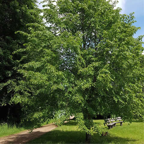 TILIA PLATYPHYLLOS - Large-Leaved Lime