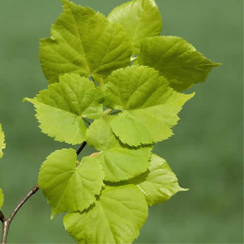 TILIA PLATYPHYLLOS - Large-Leaved Lime