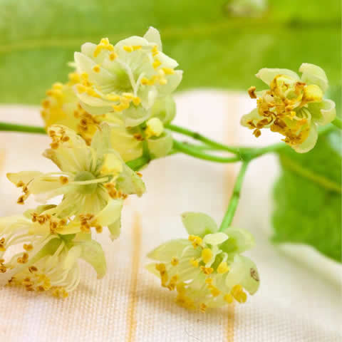 TILIA PLATYPHYLLOS - Tilo de hoja grande
