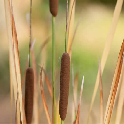 TYPHA DOMINGENSIS - Totora