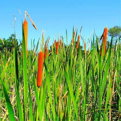 TYPHA DOMINGENSIS - Totora