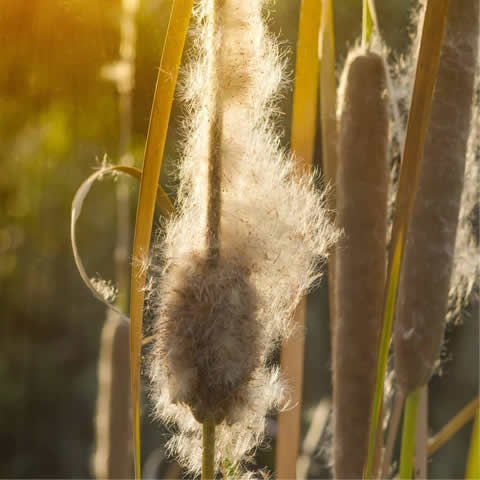 TYPHA LATIFOLIA - Espadaa