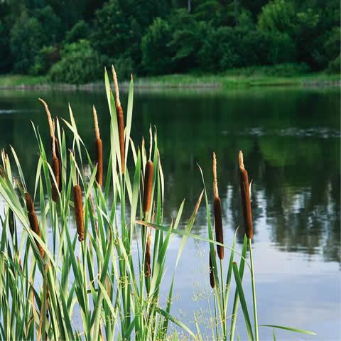 TYPHA LATIFOLIA - Espadaa