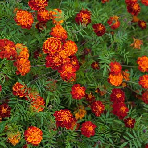 TAGETES PATULA Nana Bonita