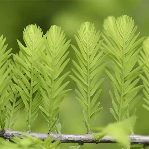 TAXODIUM DISTICHUM