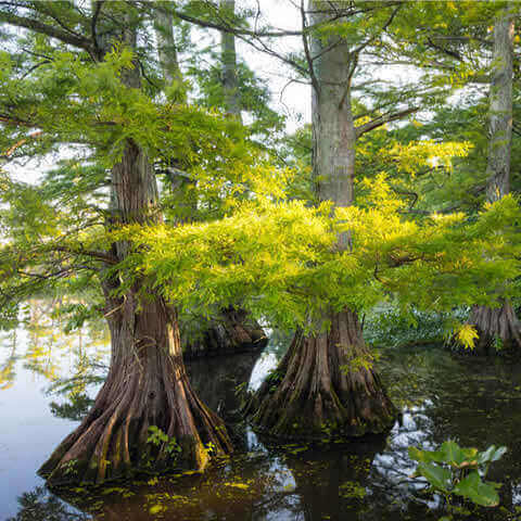 TAXODIUM DISTICHUM