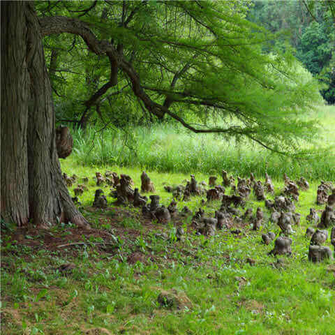 TAXODIUM DISTICHUM