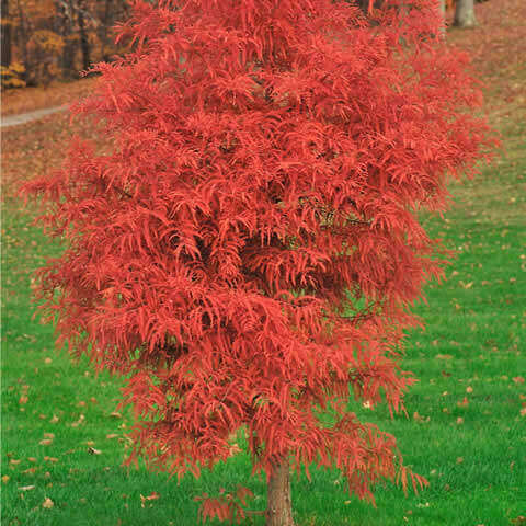 TAXODIUM DISTICHUM