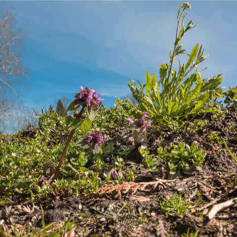 TEUCRIUM CHAMAEDRYS