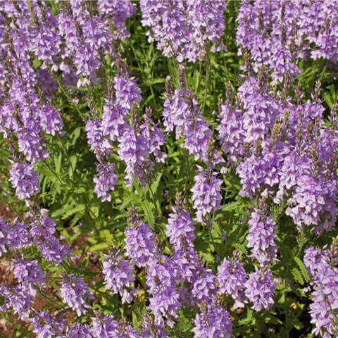 TEUCRIUM CHAMAEDRYS - Camaedrio