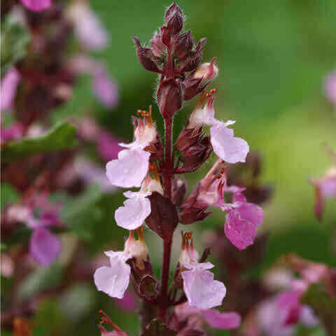 TEUCRIUM CHAMAEDRYS