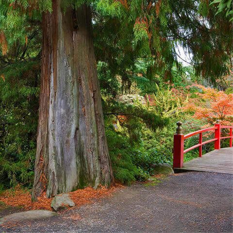 THUJA PLICATA - Western Red Cedar