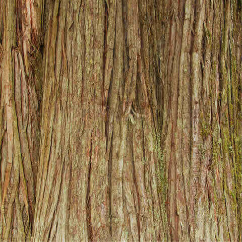 THUJA PLICATA - Thuya gant