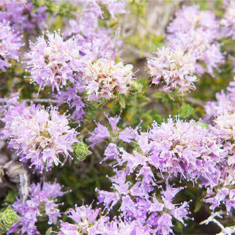 THYMUS CAPITATUS - Tomillo andaluz