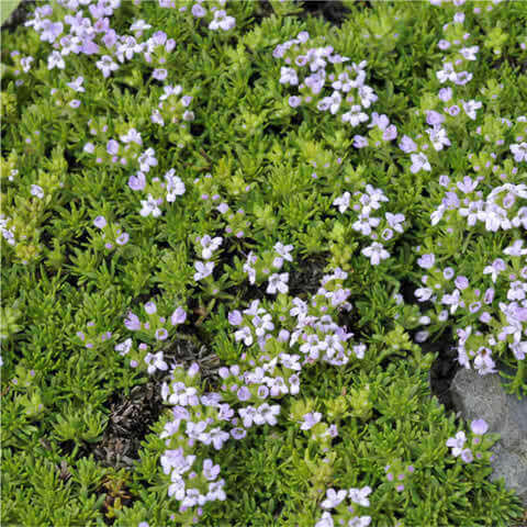 THYMUS CAPITATUS (Thymbra capitata)