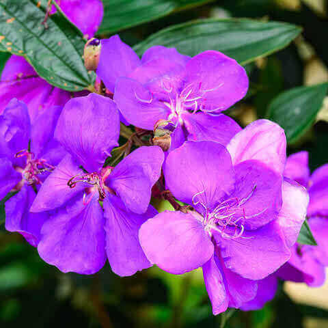 TIBOUCHINA URVILLEANA