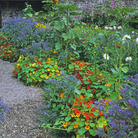 TROPAEOLUM NANUM Tom Thumb - Dwarf Nasturtium