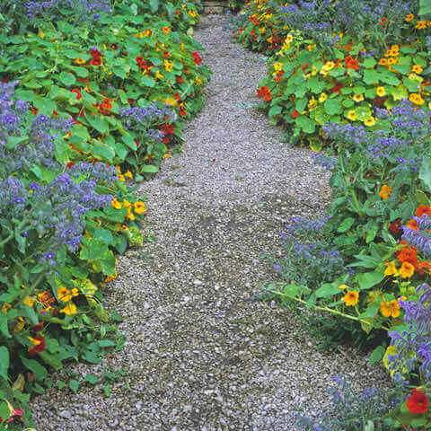 TROPAEOLUM MAJUS NANUM Tom Thumb - Capuchina